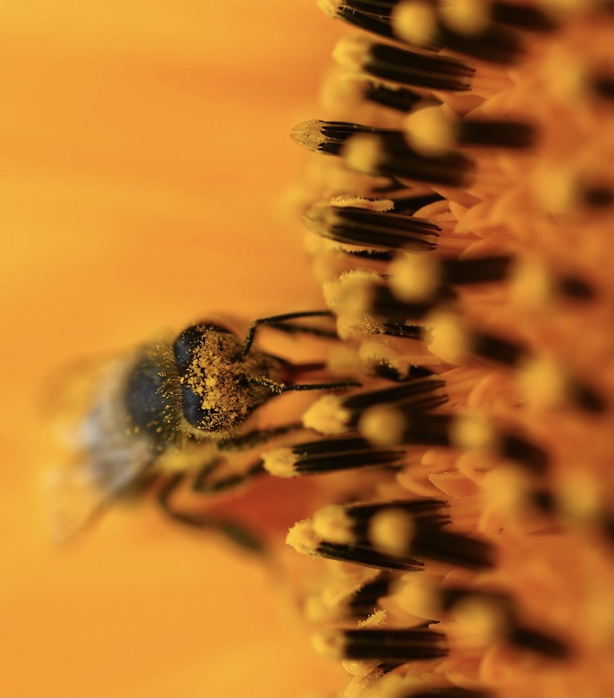 beeconnect-ruches-connectées-abeilles