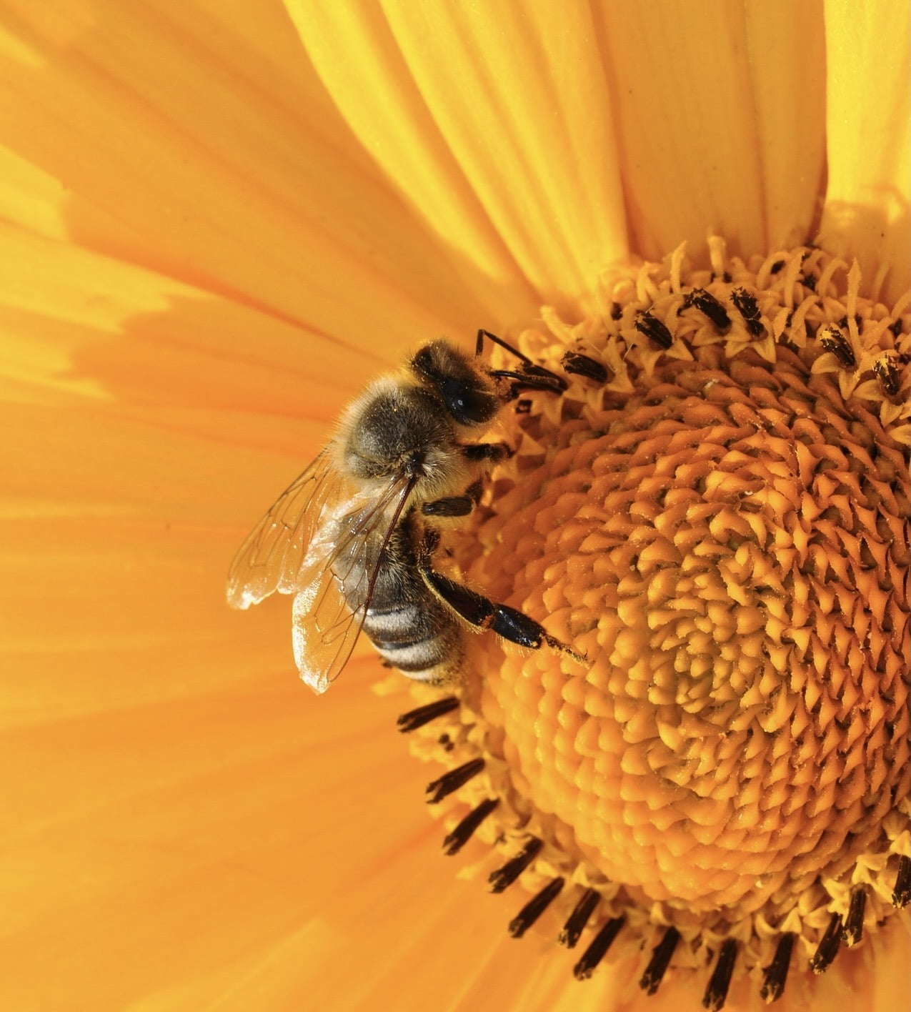 Beeconnect-abeille-concept-suisse-france Beeconnect-abeille-concept-suisse-france