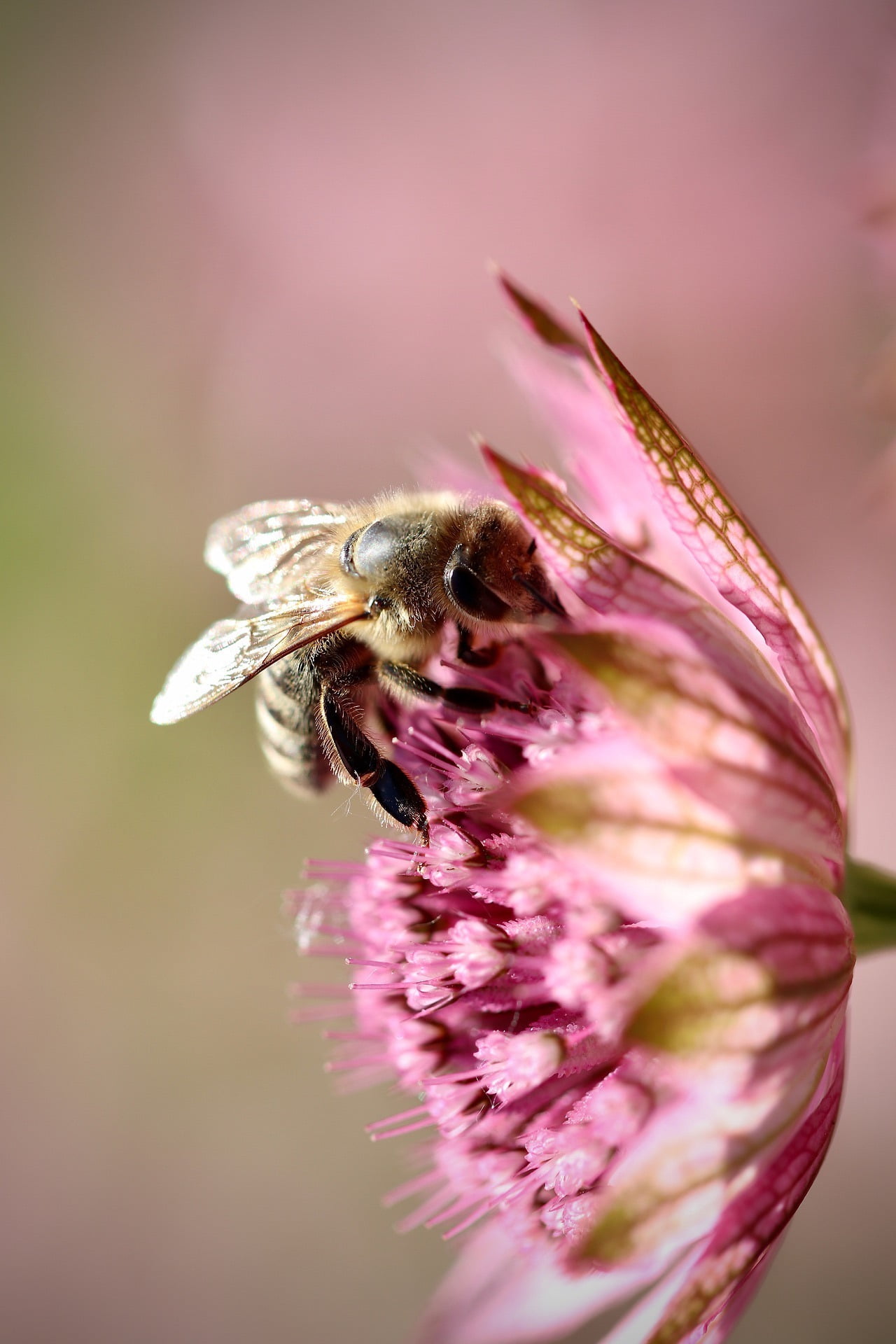beeconnect-professionnel-bee-honey